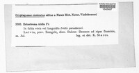 Ectostroma iridis image